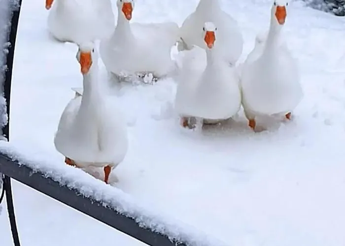 Essential House In Centro Con Parcheggio Privato E Wifi Affittacamere Potenza